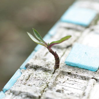 green leaf plant